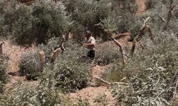 Siyonistler neden zeytin ağaçlarını hedef alıyor! Amaç; gerçek sahiplerini topraktan koparmak!