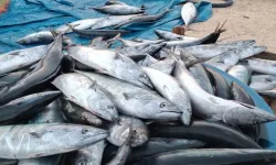 Ucuz palamut tartışması büyüyor! Balıkçılar ikiye bölündü