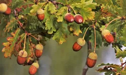 Meşe palamudu ne işe yarar, faydaları nelerdir, yenir mi? Meşe palamudu nasıl tüketilir, nerede yetişir?