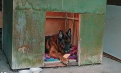Daha 17 Mernuş Hangi Cins Köpek, Sahibi Kim? Teoman'ın Havladığı Köpeğin Irkı ve Mernuş Sahnesinin Hikâyesi