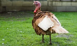 İngilizcede Turkey neden Türkiye demek, hindi kelimesinin kökeni