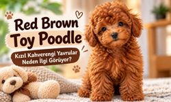 Red Brown Toy Poodle Fiyatları: Kızıl Kahverengi Yavrular Neden İlgi Görüyor?