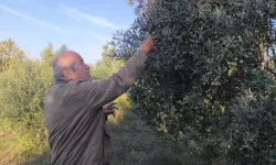 Zeytinde fiyat çöküşü: "Maliyeti kurtarmıyor, dalında kalacak"