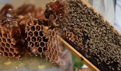 Şifa kaynağı Anzer Balı’nda yeni sezon açıldı: 2026 yılı kilo fiyatı belli oldu!