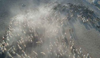 Sürülerin eve dönüş yolculuğu