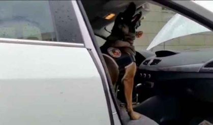 Narkotik köpeği buldu! Bakın uyuşturucuyu nereye saklamışlar