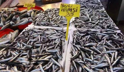 Karadeniz’de palamuttan sonra hamsi bereketi