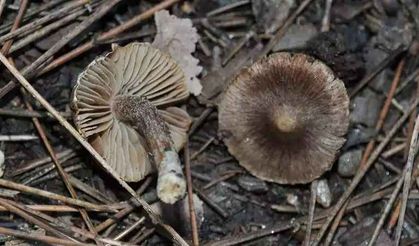 Kuşadası'nda yeni mantar türü keşfedildi