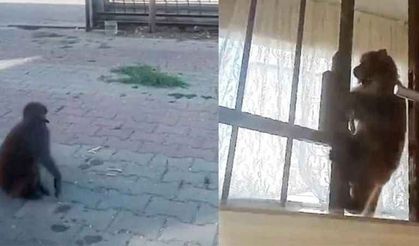 İstanbul'da başıboş maymun ortalığı birbirine kattı: 3 kişi yaralandı!