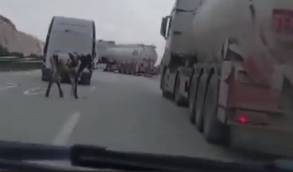 Otoyolda eğlenceli anlar! İneğin o anları izleyenleri gülümsetti