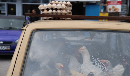 Konya'da yumurtacılık yapan vatandaş tavuklarını her gün arabasıyla gezdiriyor