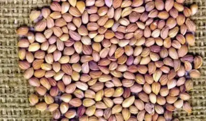 Birçok kişi tüketmeyerek hata yapıyor! Bağışıklığı fişek gibi yapıyor… Mahlebin faydaları