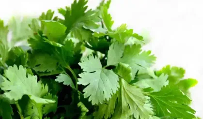 Her gün tüketenin kansızlık gibi bir sorunu kalmayacak! Maydanozun mucizevi faydaları
