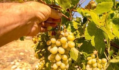 Manisa'da alın terinin karşılığı belli oldu! 2026 yılı tarım işçisi yevmiyeleri açıklandı