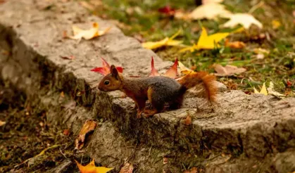 Ankara’da sonbahar bir başka güzel!