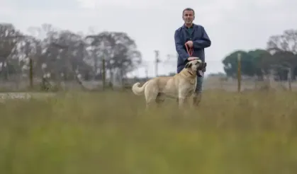 Safkan akbaş ve Kangal köpeklerinin gen kaynağı 28 yıldır böyle korunuyor