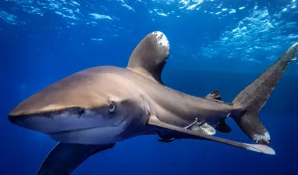 Nesli tükenme tehlikesi altında: "Kızıldeniz'in büyükleri" 