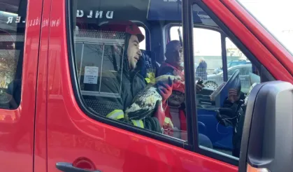 Çorum'da ilginç kurtarma operasyonu... Ağaçta mahsur kalan horozu itfaiye ekipleri kurtardı