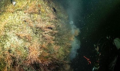 Marmara Denizi'ndeki mercanlar müsilajdan temizlendi