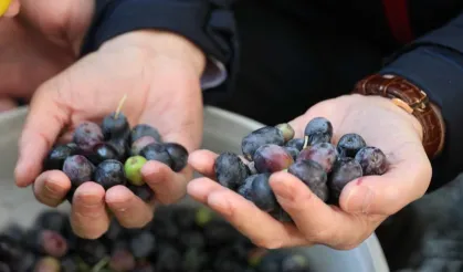 Yusufeli'nin ödüllü butko zeytini hasat sezonunu açtı!