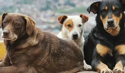 Bakan Çiftçi tarih verdi: 4 Milyon sokak köpeği toplanıyor
