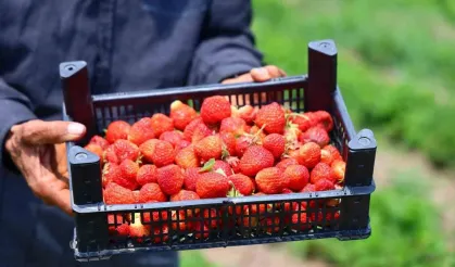 Elazığ’da çilek sezonu açıldı: “Beğenmeyene parası iade!”