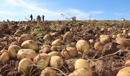 Sivas Zara’da patates mesaisi: 2026 ekimi başladı, hedef 75 bin ton!