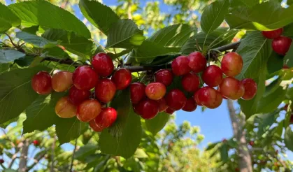 Afyon'da 'Napolyon kirazı' sezonu açıldı: Üretiminin %20’si buradan!