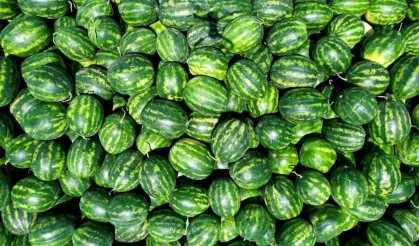Karpuzda beklenen olmadı: Çiftçinin alın teri tarlada değer kaybetti!