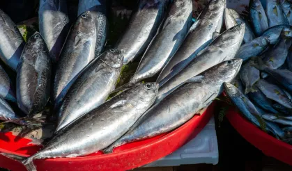 Karadeniz’den bereket fışkırıyor: Samsun’da palamut bolluğu yüzleri güldürecek!