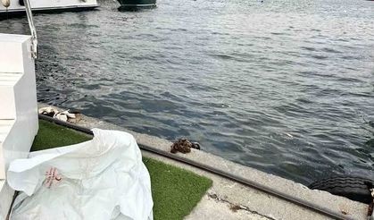 Fatih Balat'ta korkutan manzara: Denizden ceset çıktı