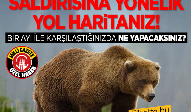 Bir ayı ile karşılaştığınızda ne yapacaksınız? İşte ayı saldırısına yönelik yol haritanız!