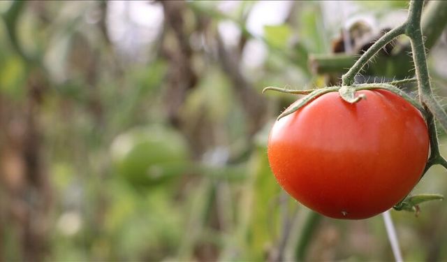 Çanakkale domatesinde şok düşüş: Yağmur vurdu, fiyatlar dibe çakıldı!