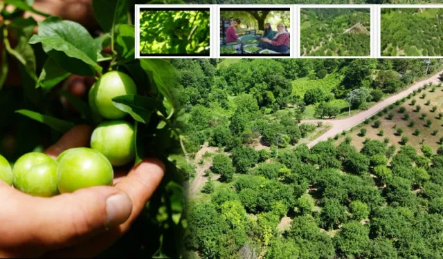 Kocaeli’nde eşme eriği bolluğu: Rekolte yüksek, fiyatlar yarı yarıya düştü!