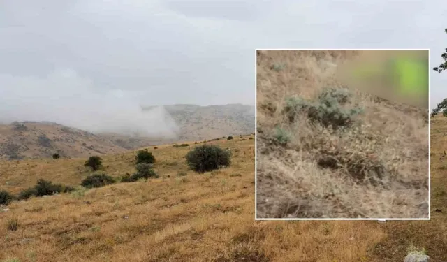 Ankara'da feci ölüm! Hayvanlarını otlatırken yıldırım düştü