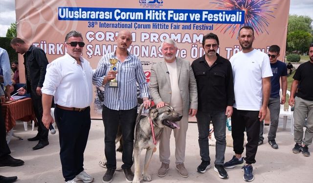 Çorum'da Türk çoban köpekleri ırk standartları yarışması yapıldı