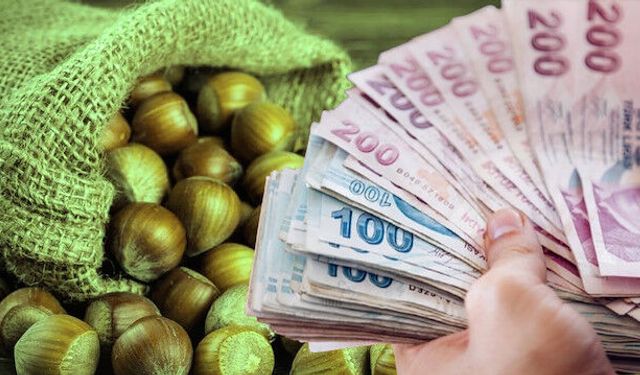 Giresun’da fındık toplama yevmiyesi ne kadar oldu? 2026 çuvalcı, aşçı ve patoz ücretleri belli oldu!