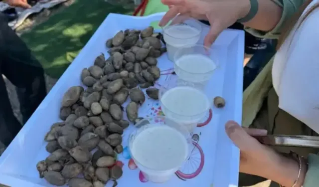 Kilosu 15 Bin Liraya Satılıyor: Yetişmez Denilen Salep Çiftçiyi Zengin Ediyor!