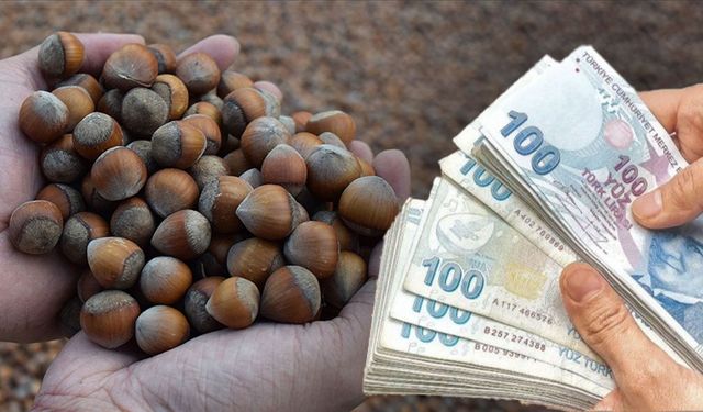 TMO fındık alım fiyatı ne kadar olmalı? Ziraat Odası’ndan flaş 300 TL çağrısı!