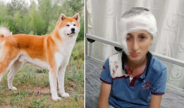 İzmir'deki köpek saldırısı davasında emsal karar: Hayvan sahibine 1,2 milyon TL tazminat şoku!