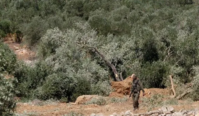 İsrail, Batı Şeria'da onlarca zeytin ağacını söktü