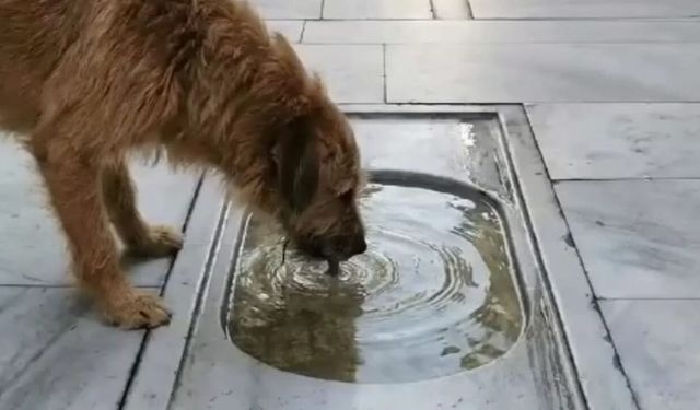 İşte bizim ecdadımız bu! Mimari’nin altı “İyilik”lerle dolu! Hayvan dostu yollar ve sokaklar
