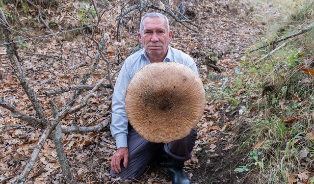 Sepete sığmadı: Kırklareli'de dev şemsiye mantarı şaşkınlığı