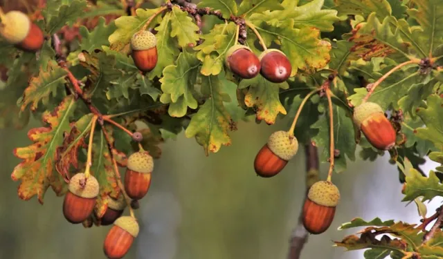 Meşe palamudu ne işe yarar, faydaları nelerdir, yenir mi? Meşe palamudu nasıl tüketilir, nerede yetişir?