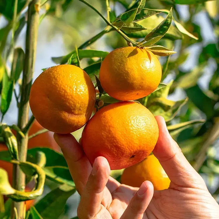 Adana'da "acı" hasat: Grev ve plansızlık mandalinayı dalında çürüttü!