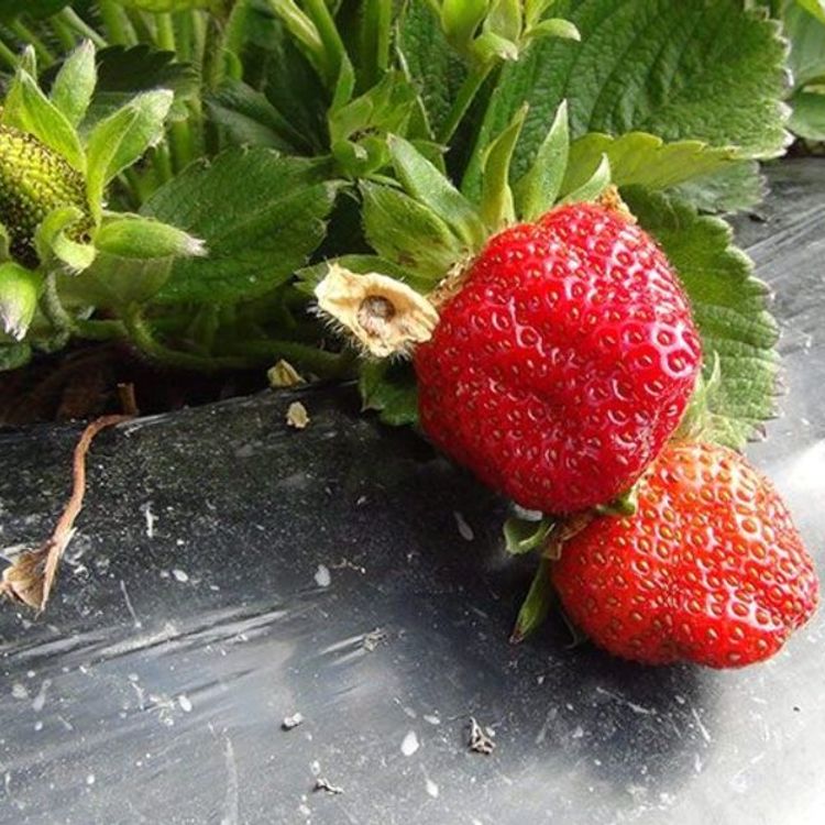 Anamur çileği kışın altın değerinde: Bahçede 130 TL, pazarda 300 TL!