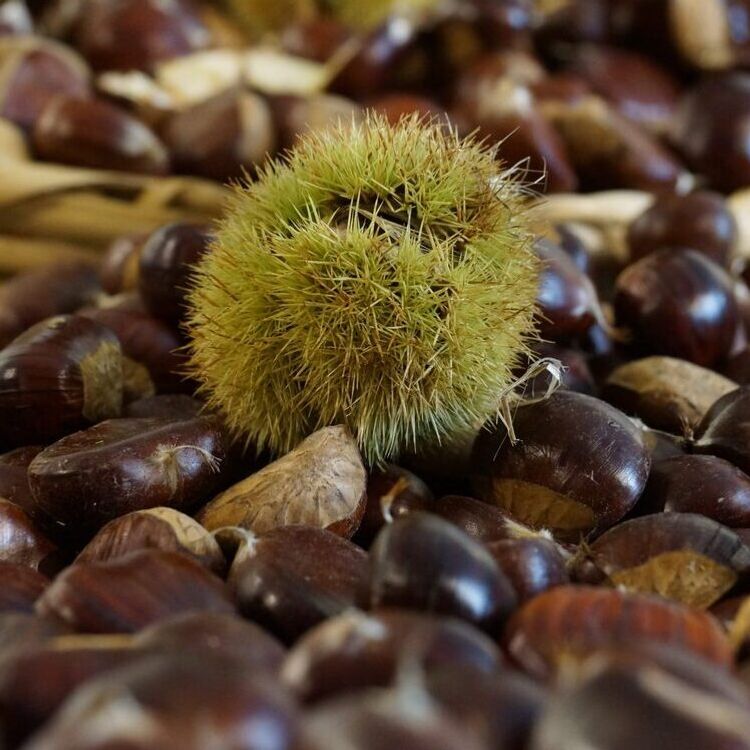 Aydın kestanesi tezgâhlarda: Fiyatlar 2,5 kat arttı!