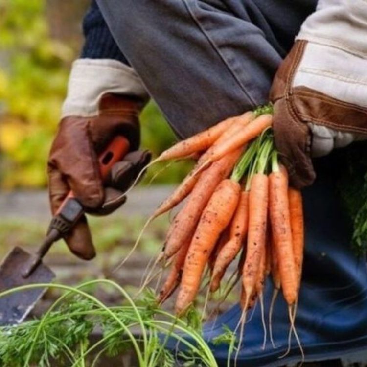 Beypazarı’nda kışlık havuç sezonu açıldı: Rekor verim su kıtlığı gölgesinde kaldı!