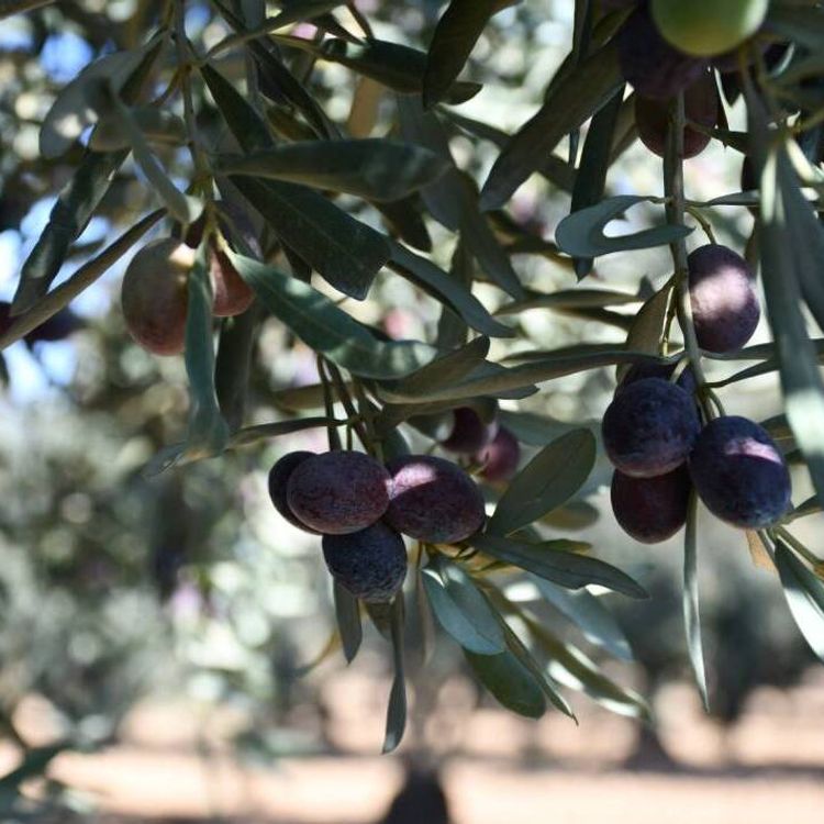 Bilecik'te zeytin hasadı düşük verimle bitti: Üretici fiyat farkına tepkili!