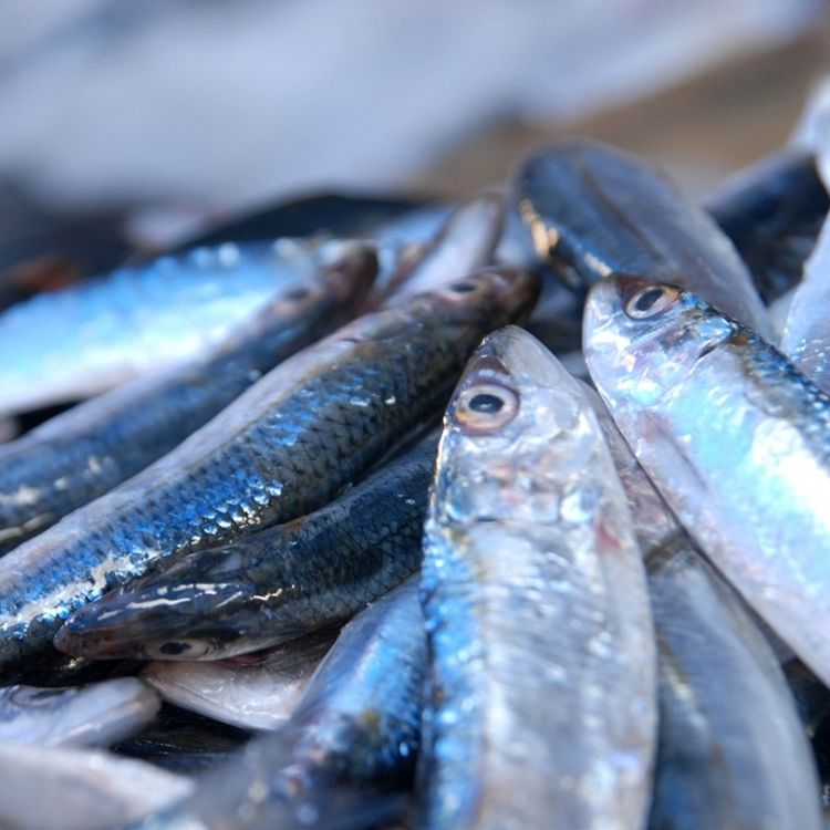 Bolu Pazarı'nda hamsi krizi: Fırtına vurdu, balık fiyatları uçtu!